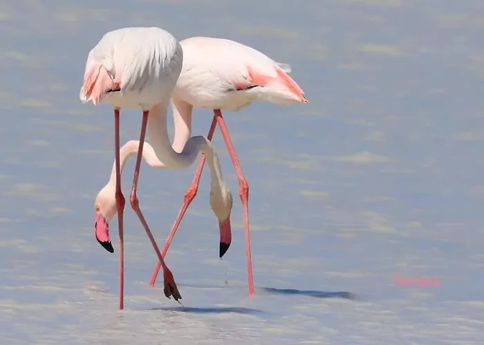 Sardinia Ovest Daire *